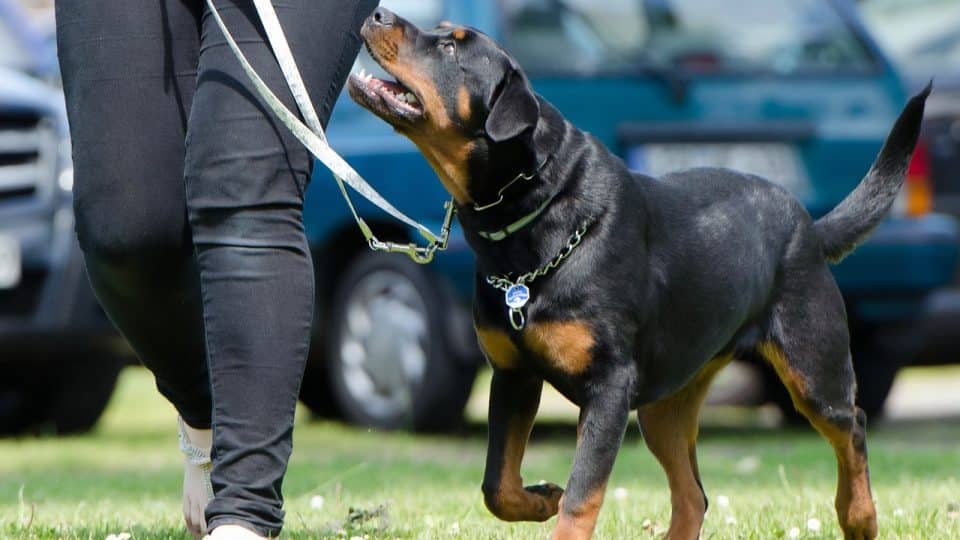 Positive Reinforcement Training for Better Dog Behavior